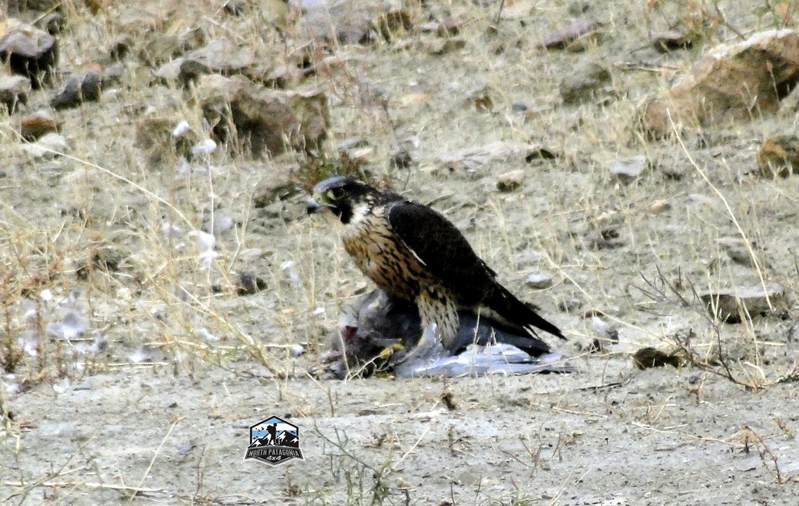 Peregrine Falcon (Barbary) - ML618927784