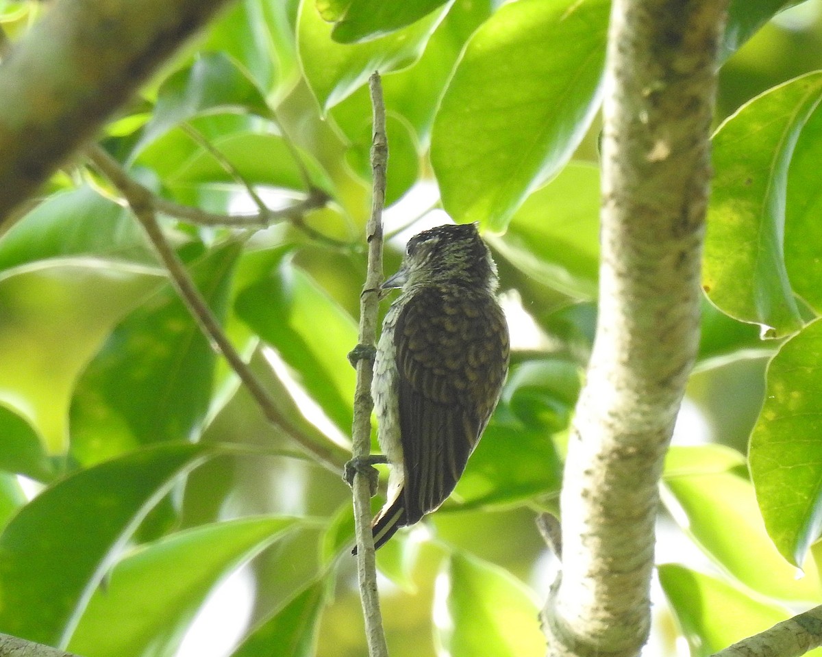 Scaled Piculet - ML618927787