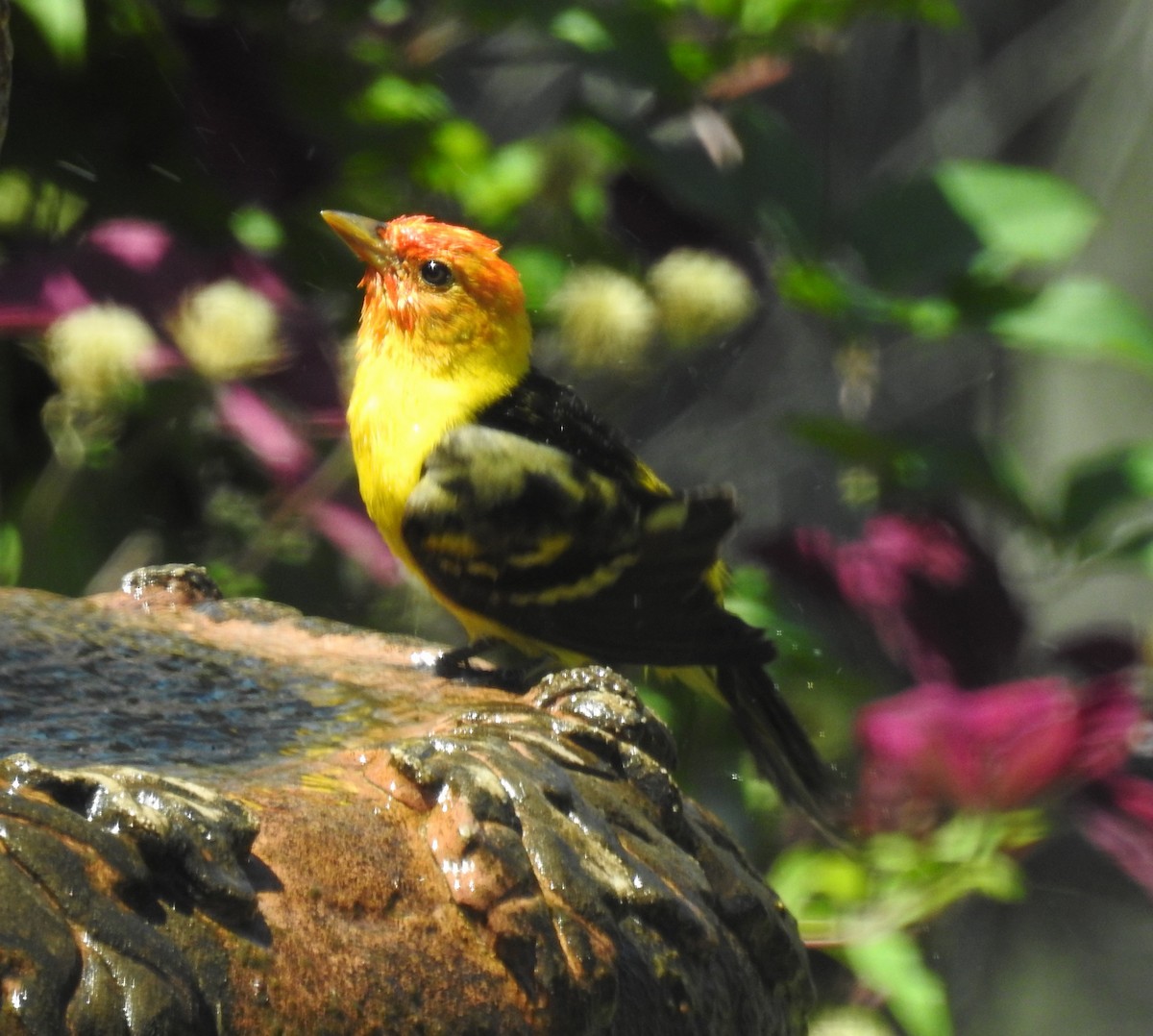 Western Tanager - ML618927795