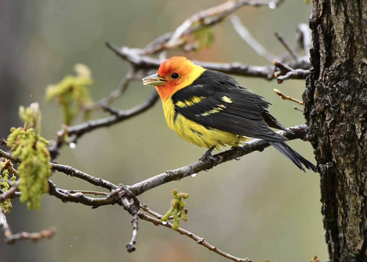 Western Tanager - ML618927796