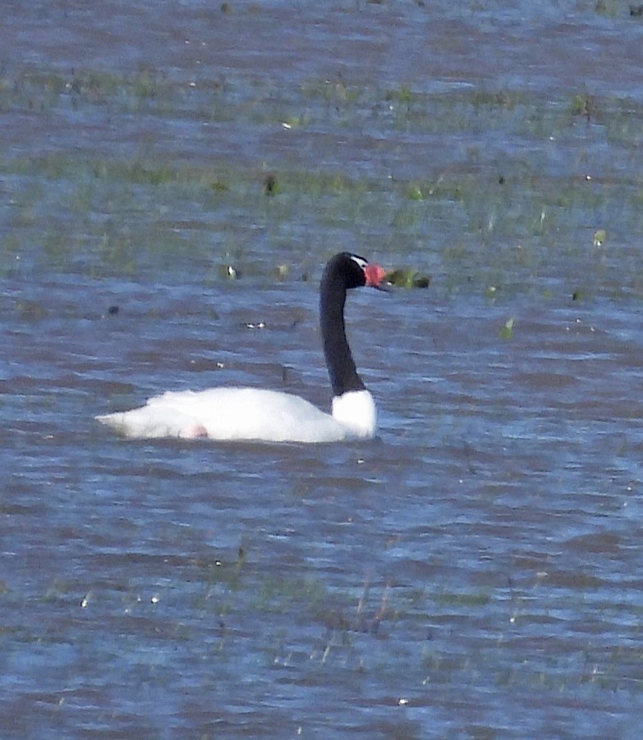 Black-necked Swan - ML618927797