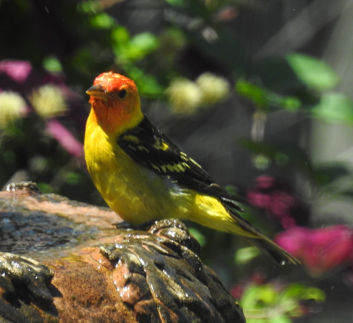 Western Tanager - ML618927815