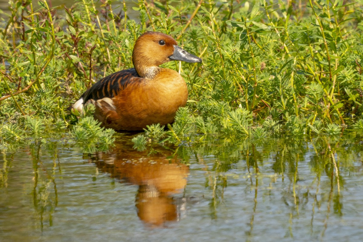 Fulvous Whistling-Duck - ML618927816