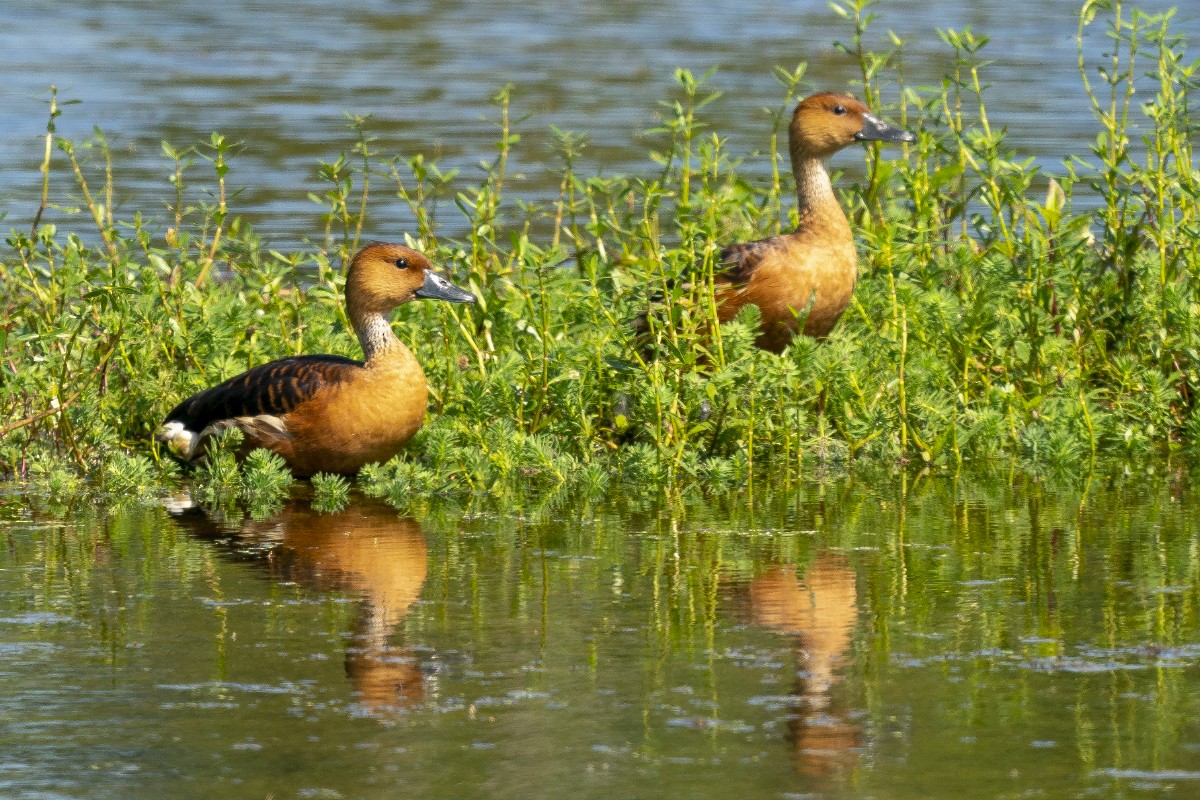Fulvous Whistling-Duck - Slawomir Dabrowski