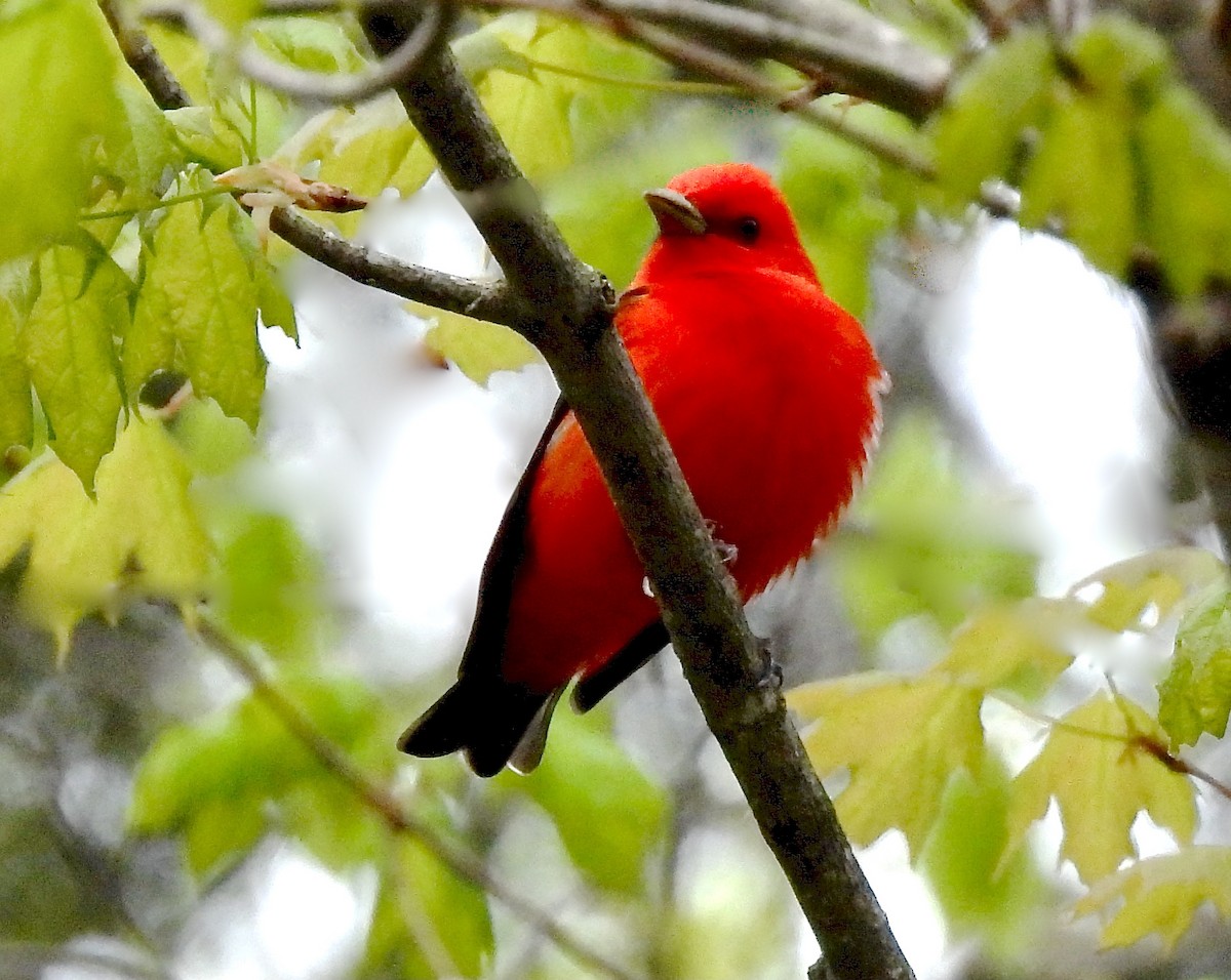Scarlet Tanager - ML618927830