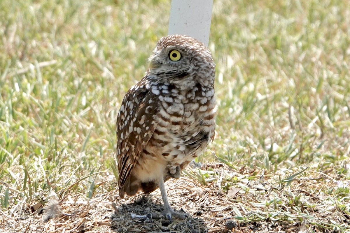 Burrowing Owl - Alena Capek