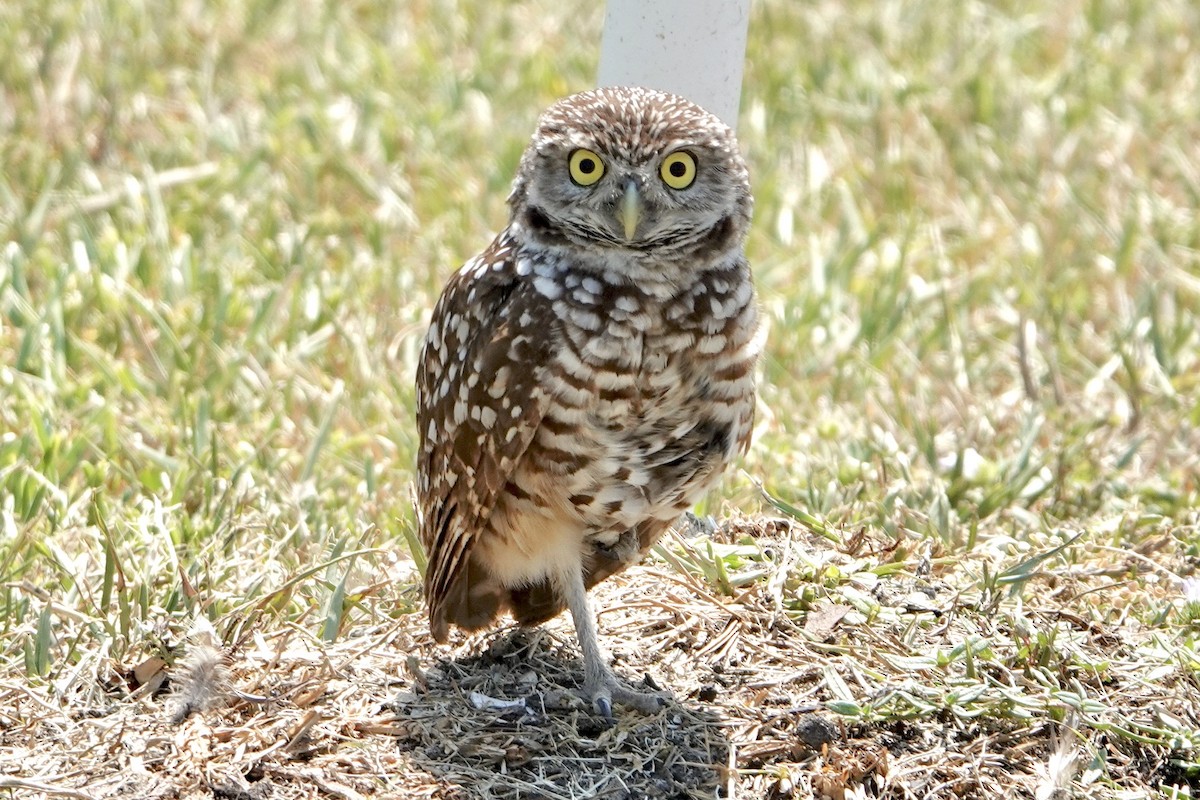 Burrowing Owl - ML618927833