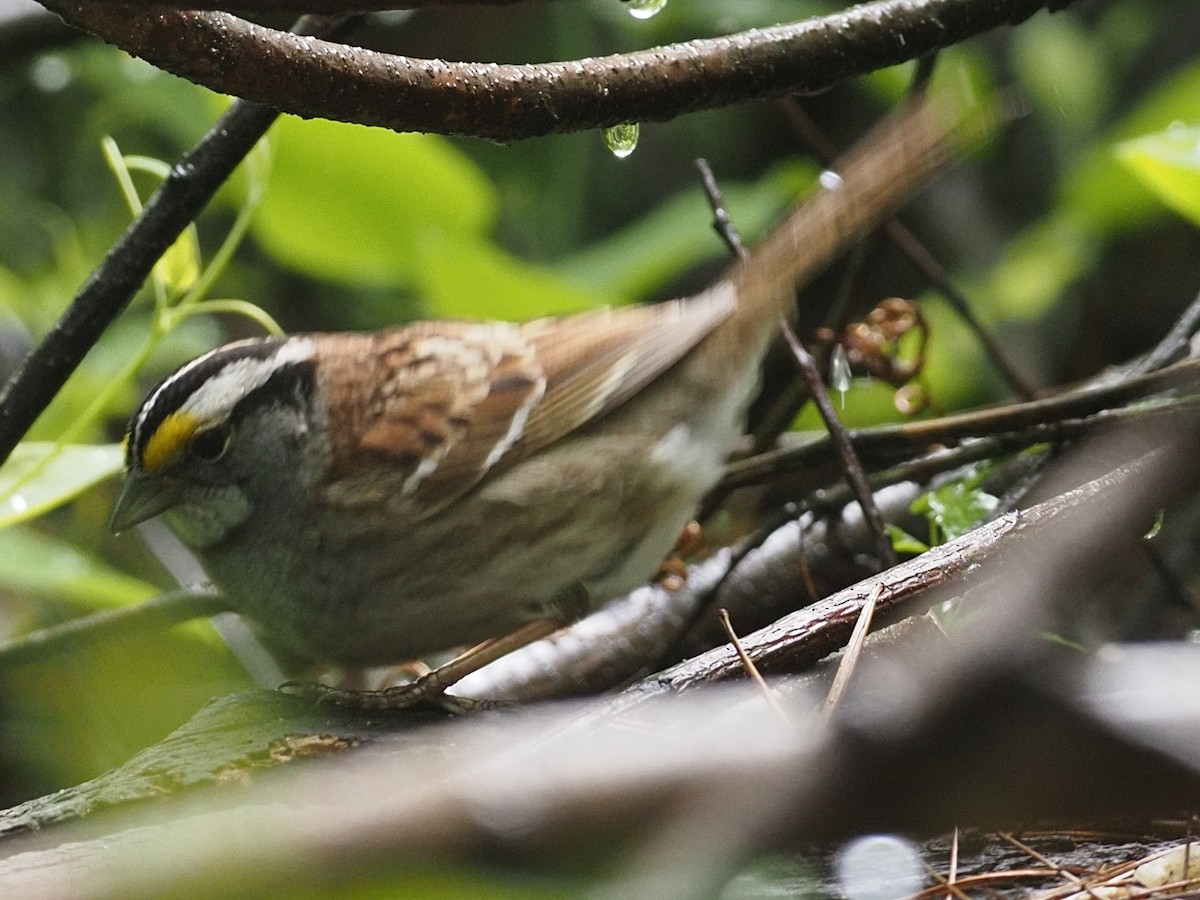 White-throated Sparrow - Milton Paul