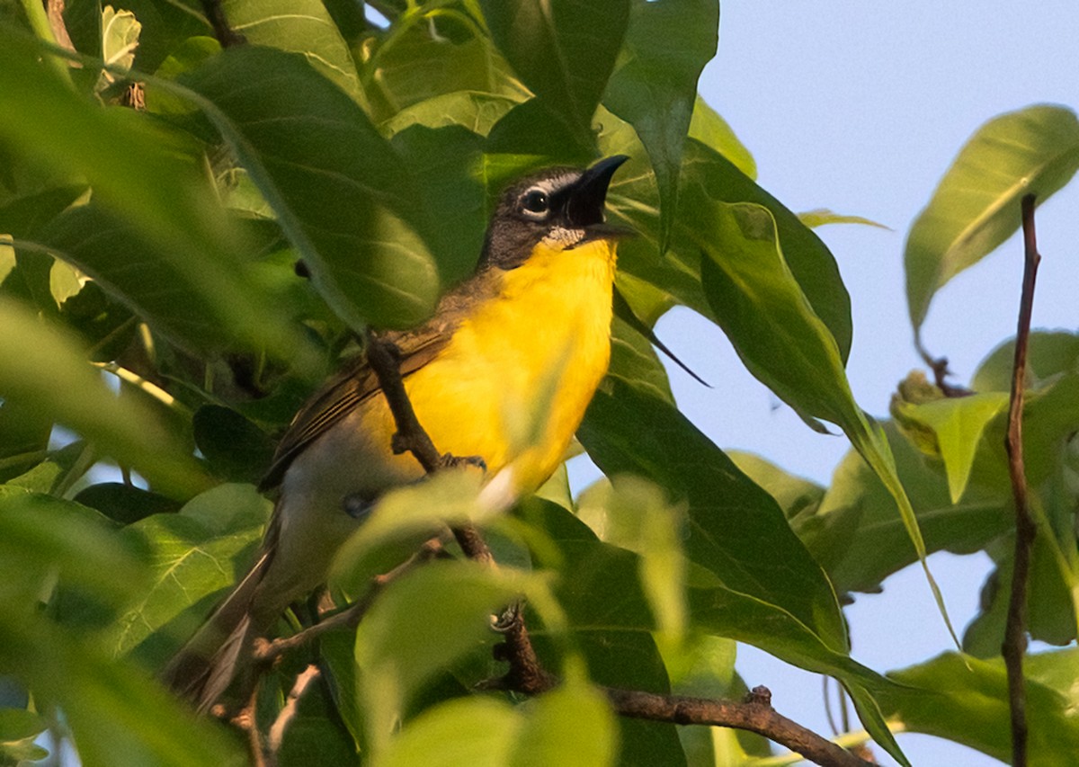 Yellow-breasted Chat - ML618927836