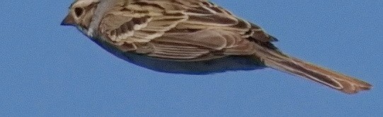 Clay-colored Sparrow - ML618927837