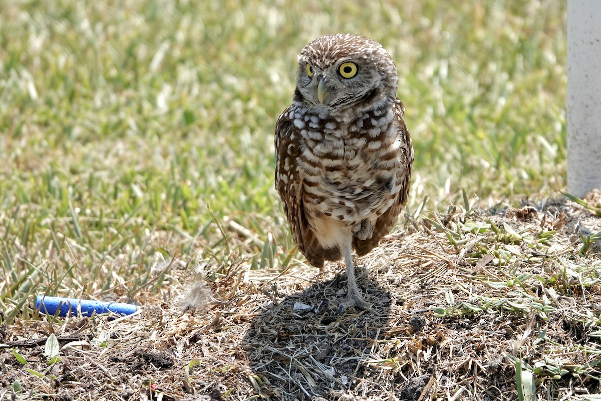 Burrowing Owl - Alena Capek
