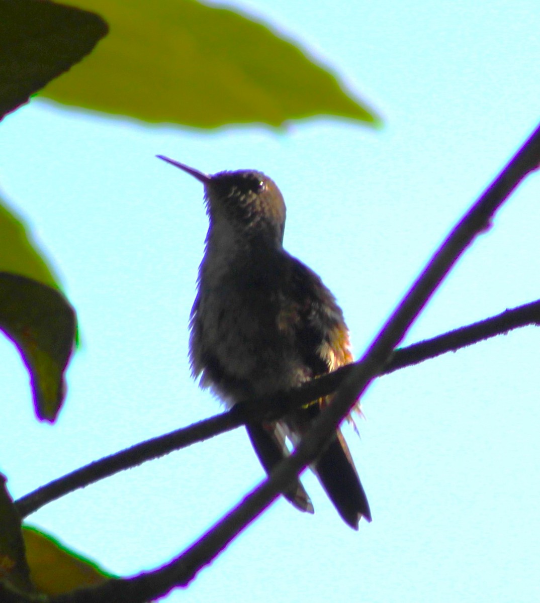 Sombre Hummingbird - ML618927881