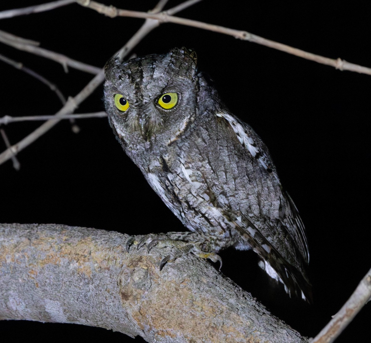 African Scops-Owl (African) - ML618927893