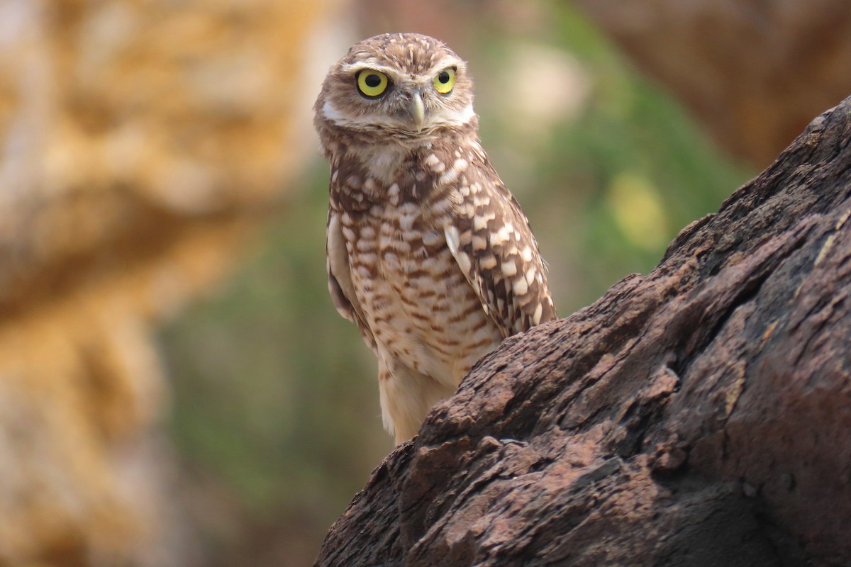 Burrowing Owl - ML618927900