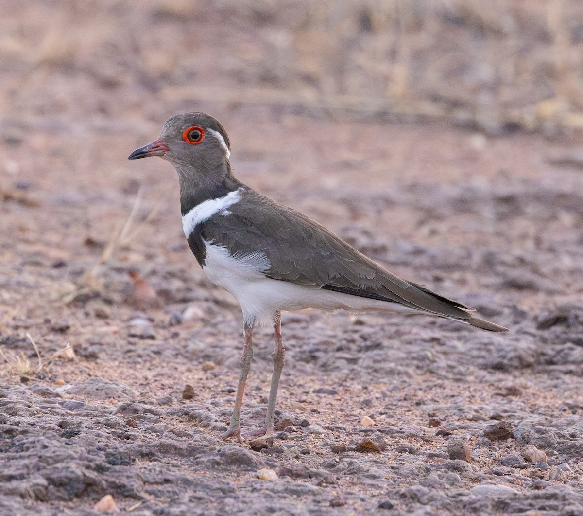 Forbes's Plover - ML618927904