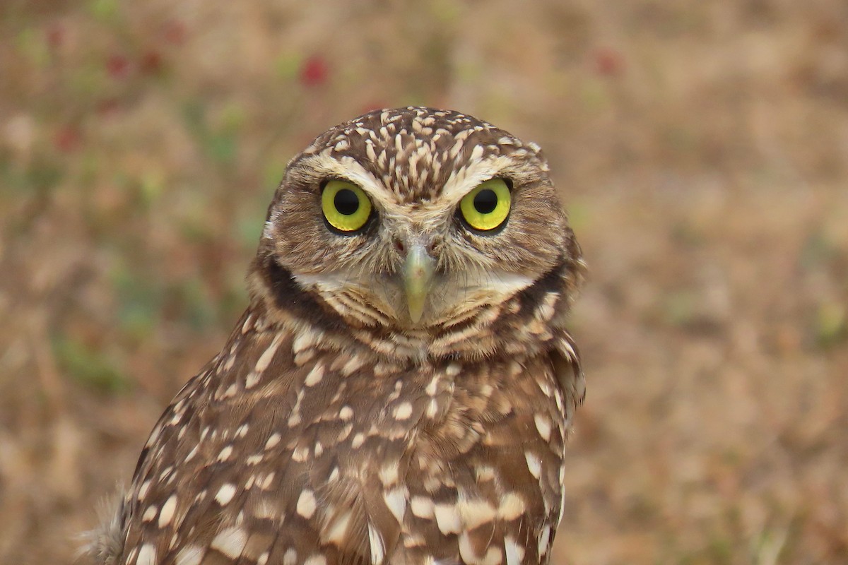 Burrowing Owl - ML618927911