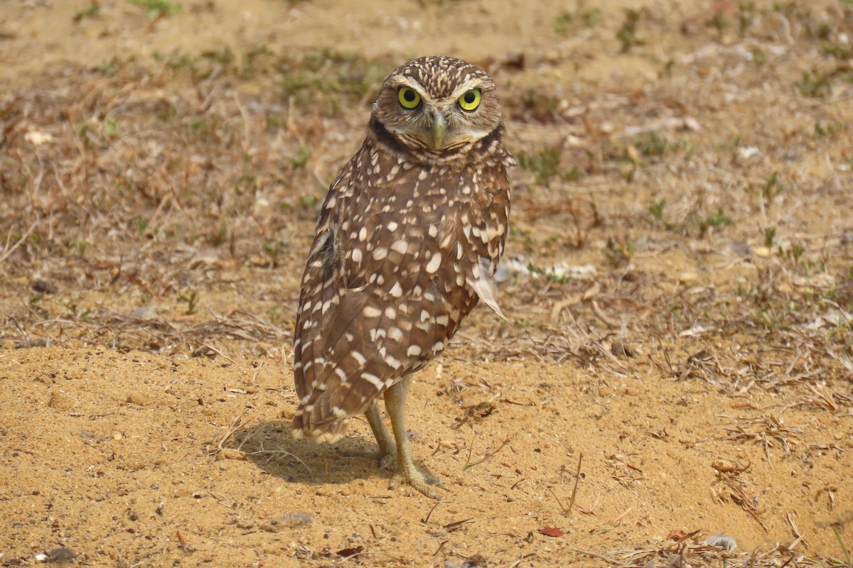 Burrowing Owl - ML618927921