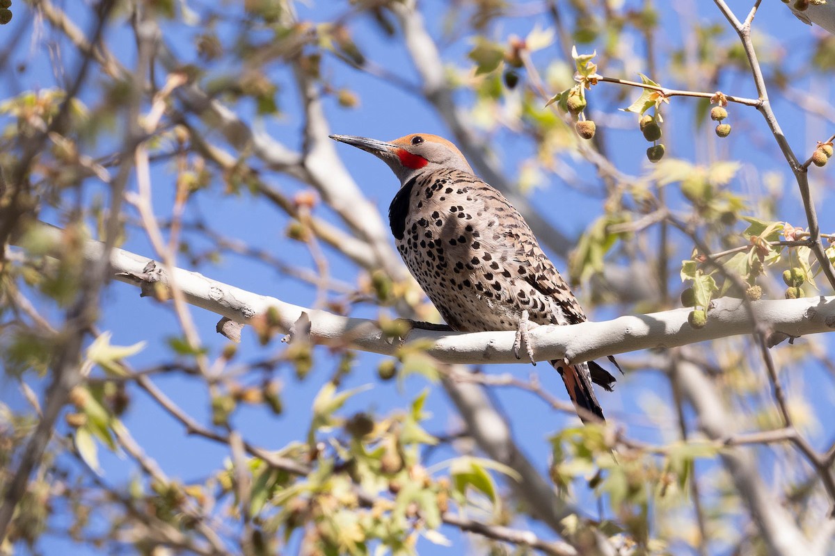 Northern Flicker (Red-shafted) - Scott Olmstead