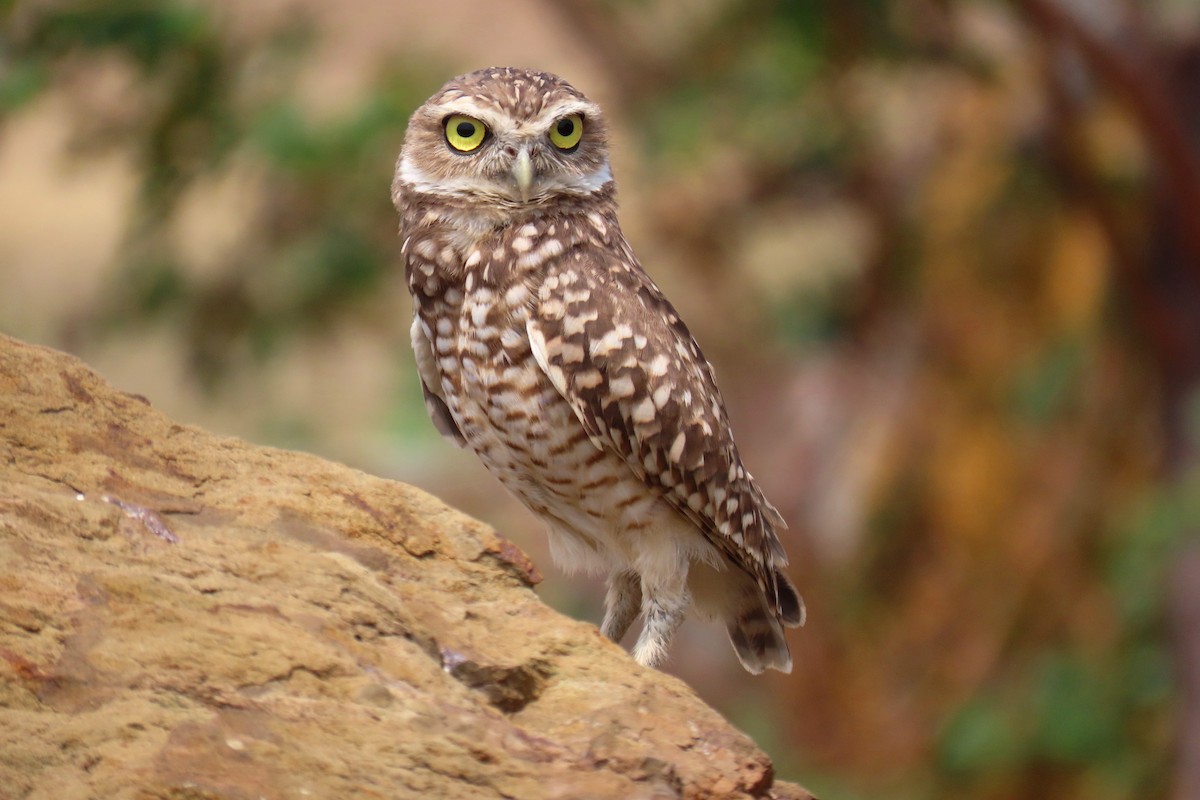 Burrowing Owl - ML618927931