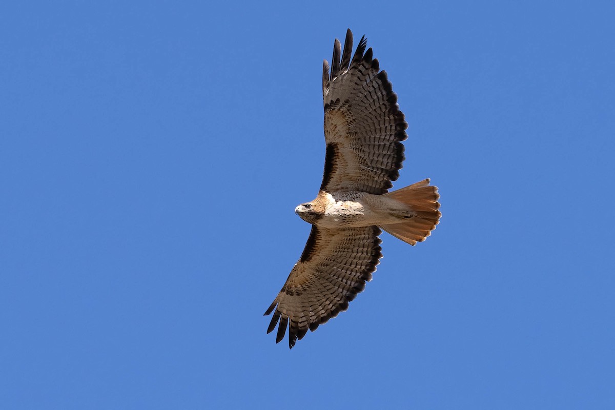Red-tailed Hawk - Scott Olmstead