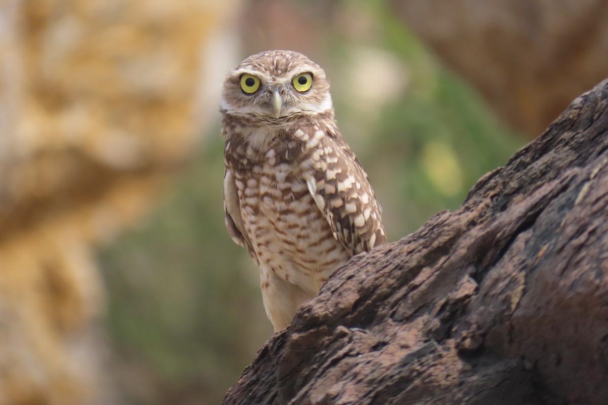 Burrowing Owl - ML618927945