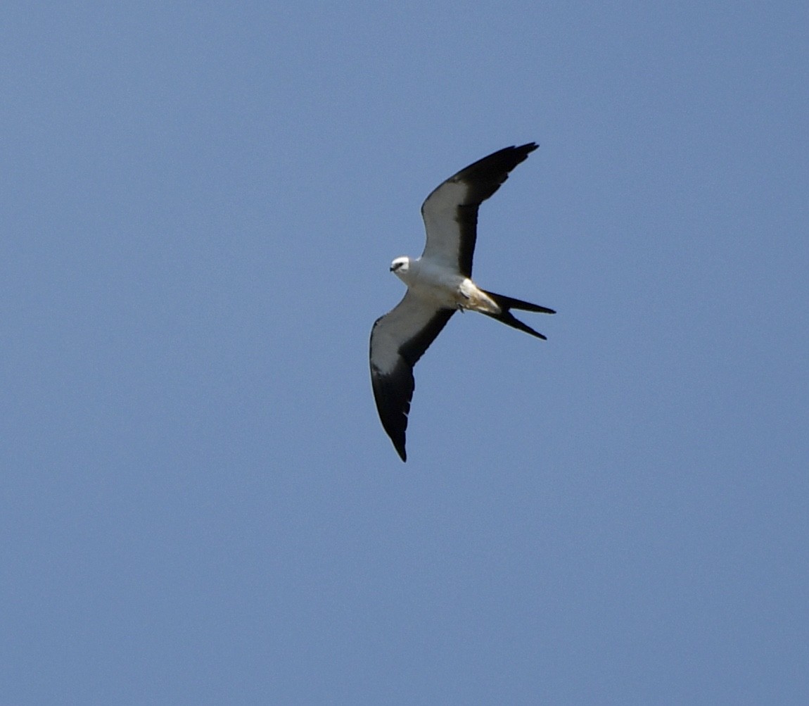 Swallow-tailed Kite - ML618927964