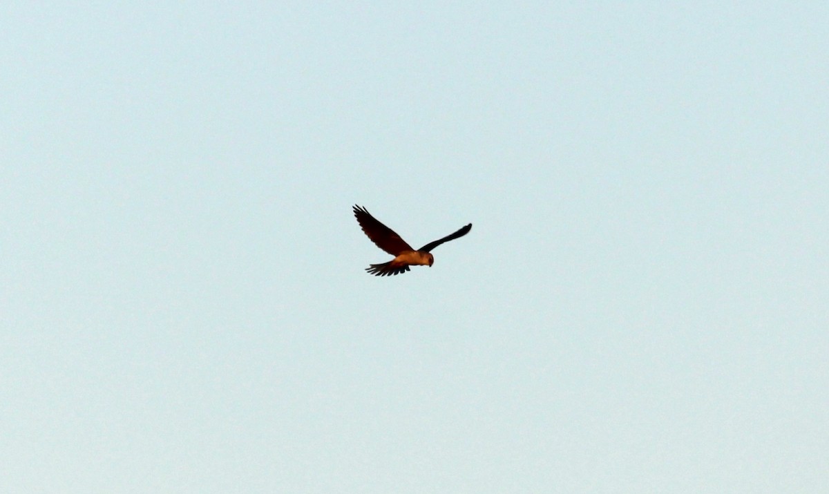 White-tailed Kite - ML618928077