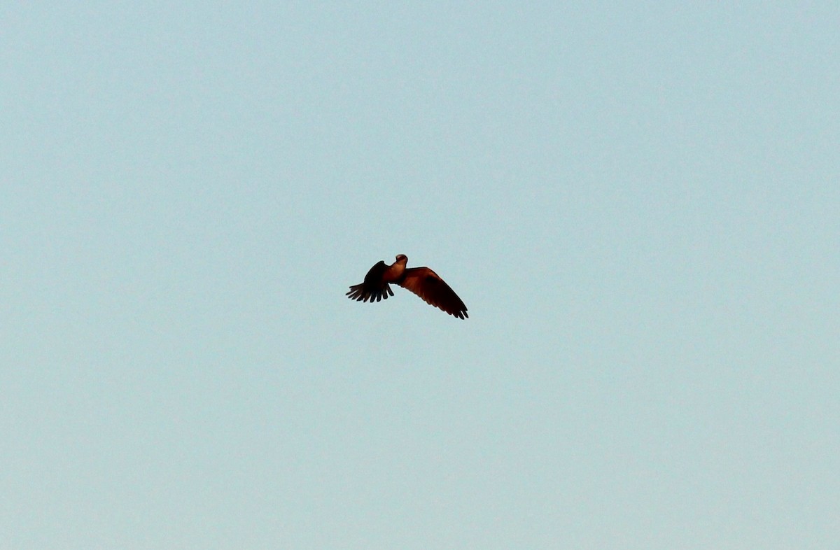 White-tailed Kite - ML618928078