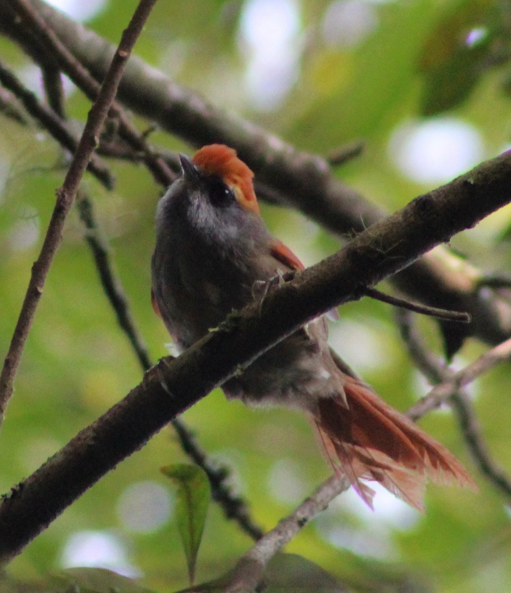 Rufous-capped Spinetail - ML618928097