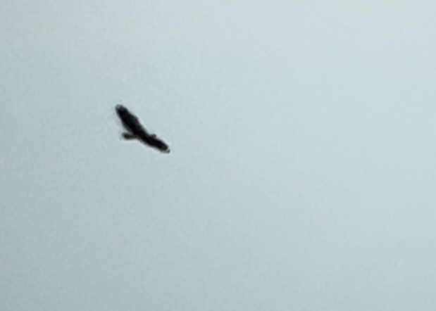 Белоголовый орлан - ML618928139