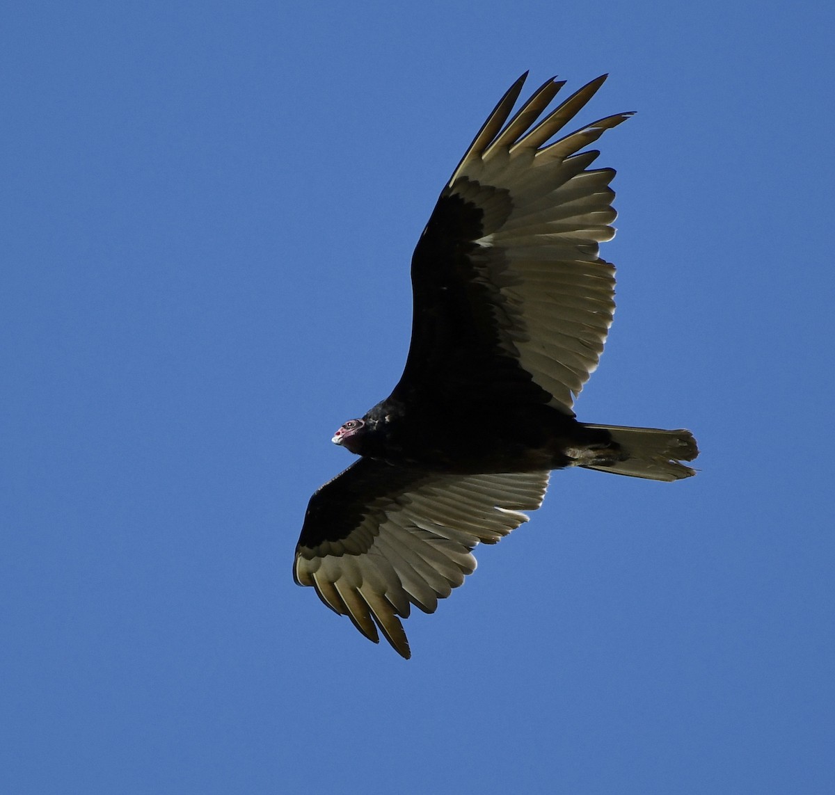 Turkey Vulture - ML618928167