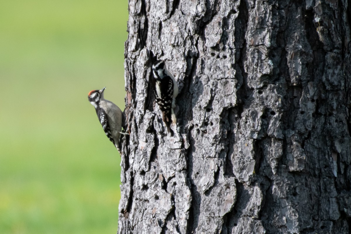 Downy Woodpecker - Isaac Boardman