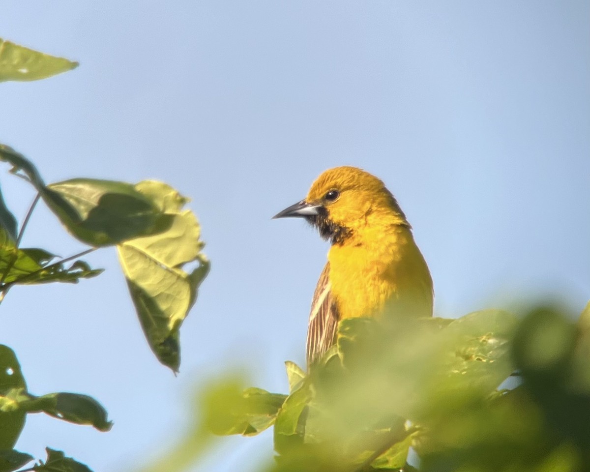 Orchard Oriole - ML618928173