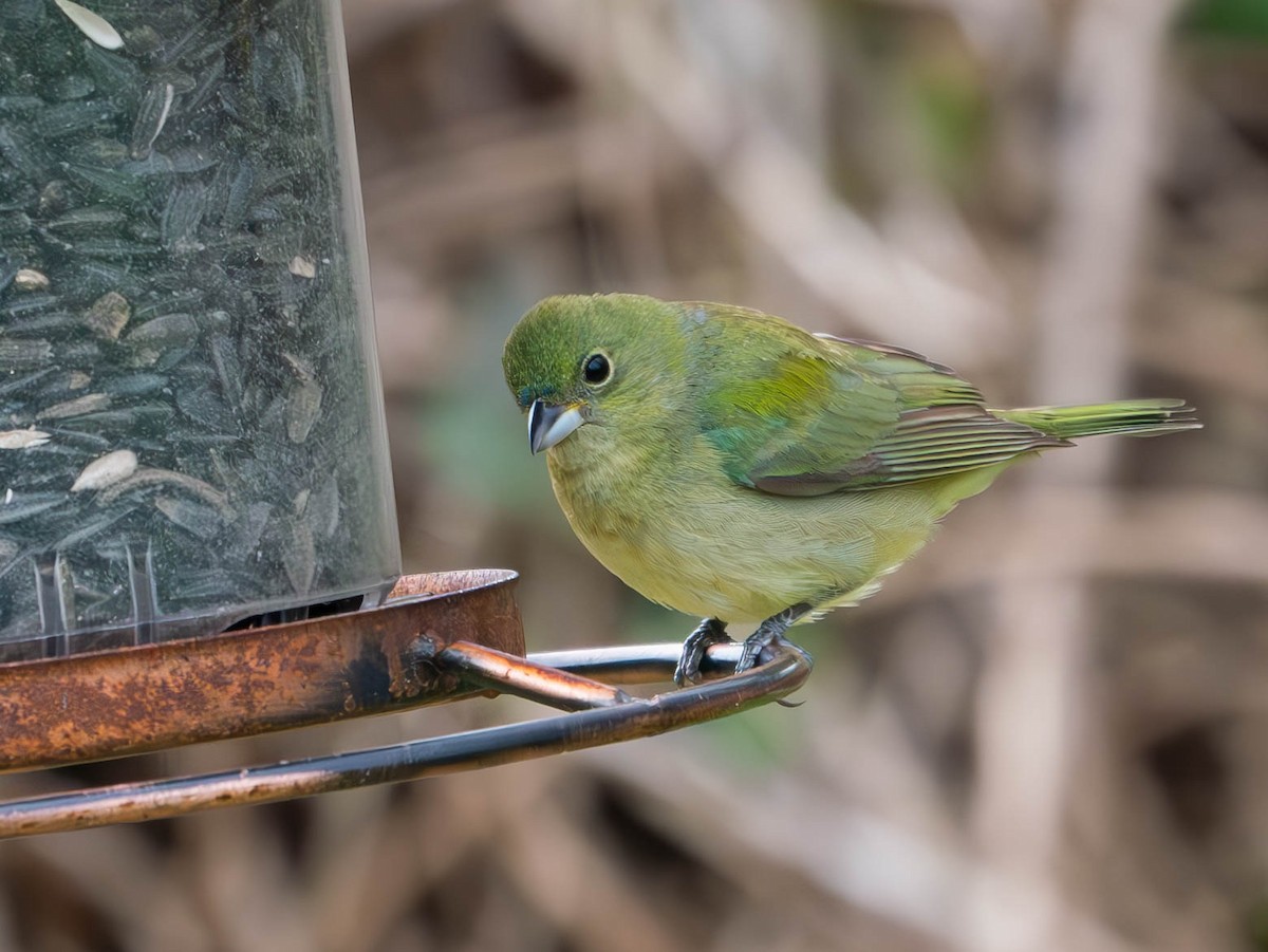 Painted Bunting - ML618928211