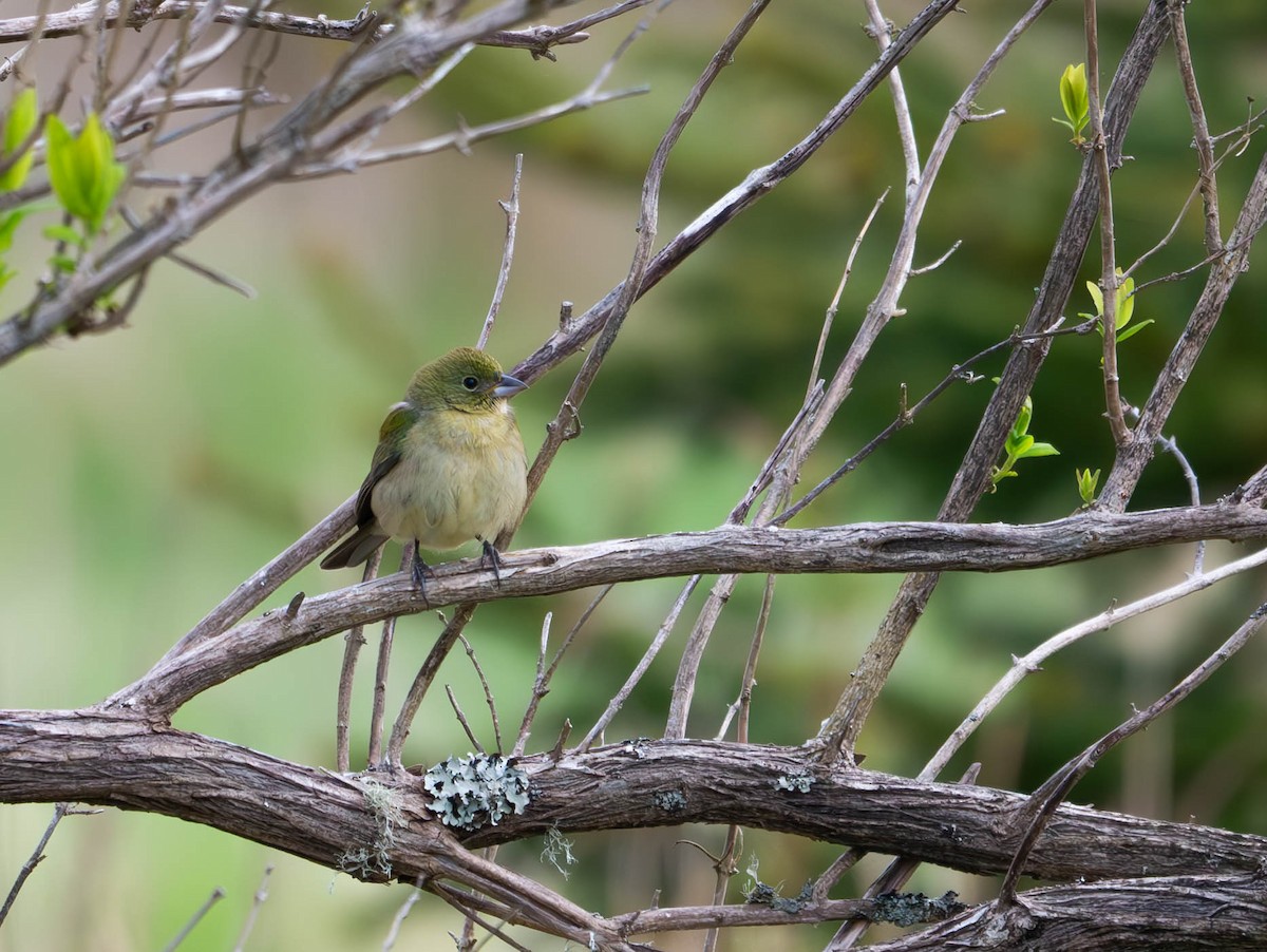 Painted Bunting - ML618928212