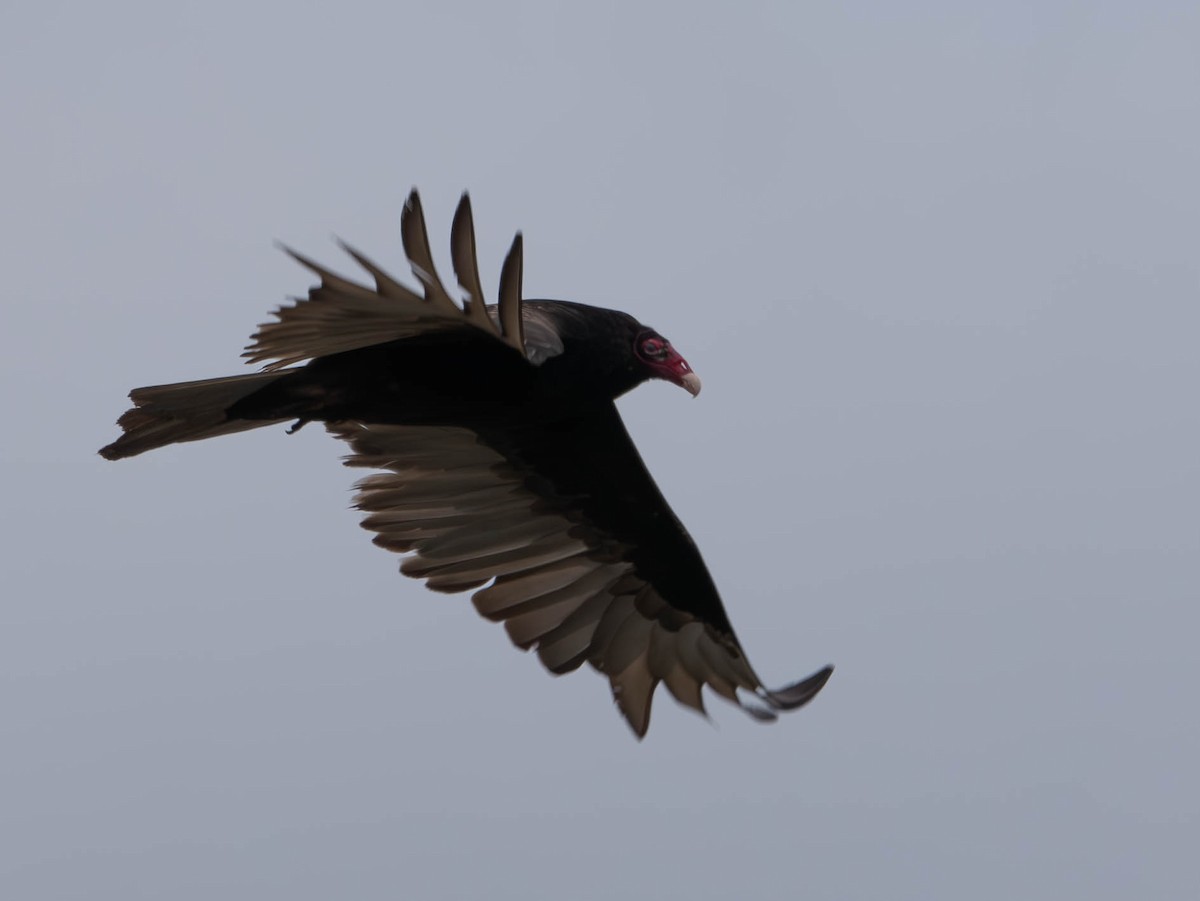 Turkey Vulture - ML618928265