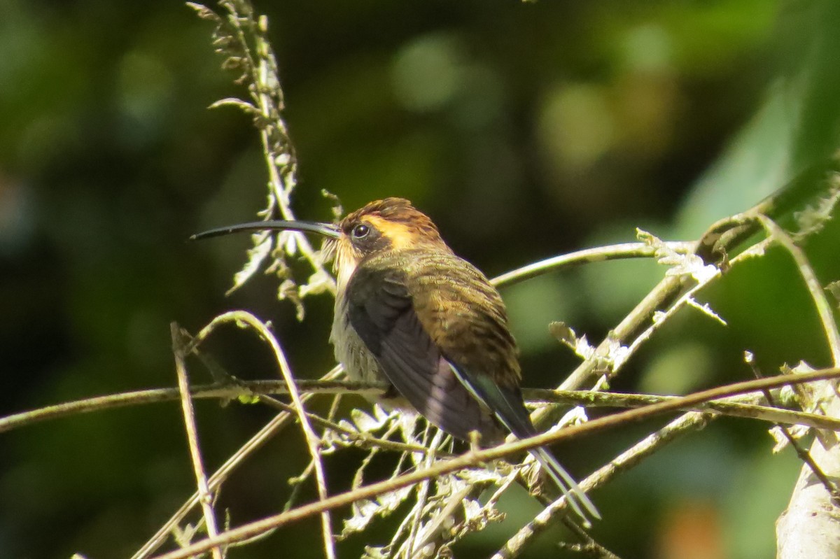 Scale-throated Hermit - ML618928272