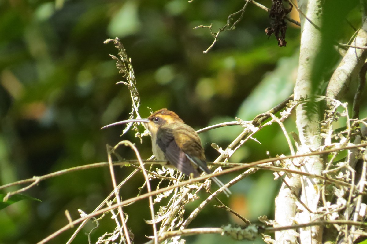 Scale-throated Hermit - ML618928273