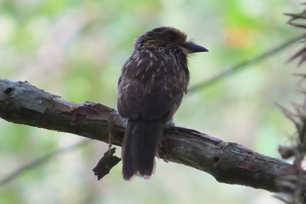Crescent-chested Puffbird (Greater) - ML618928293