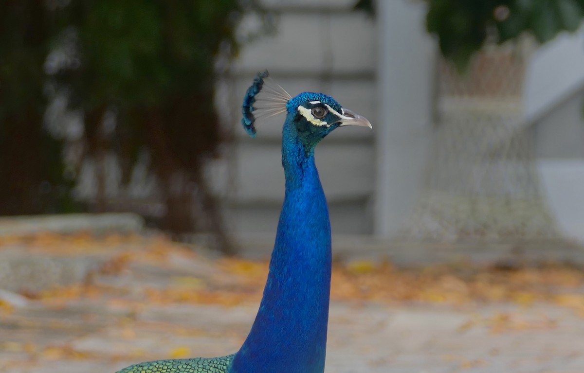 Indian Peafowl (Domestic type) - ML618928332