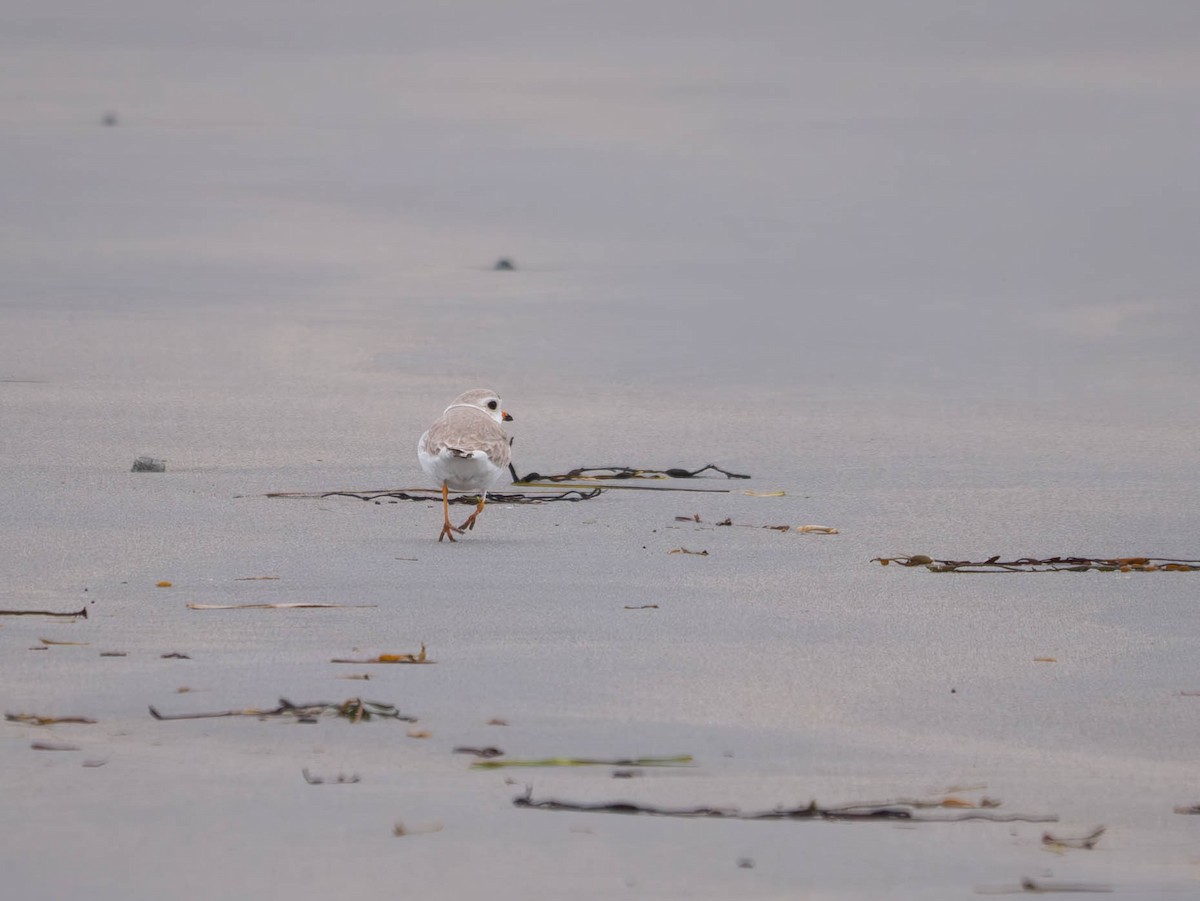 Piping Plover - ML618928358