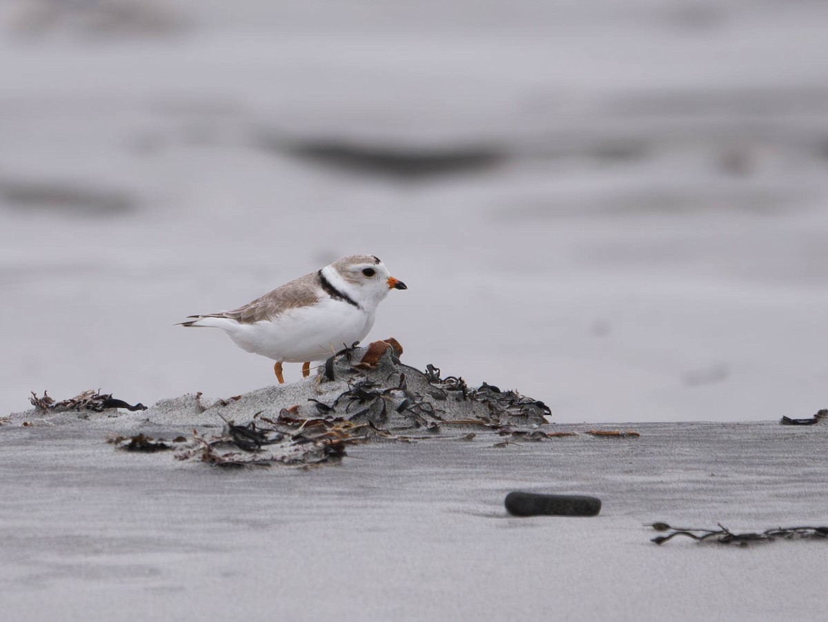 Piping Plover - ML618928359
