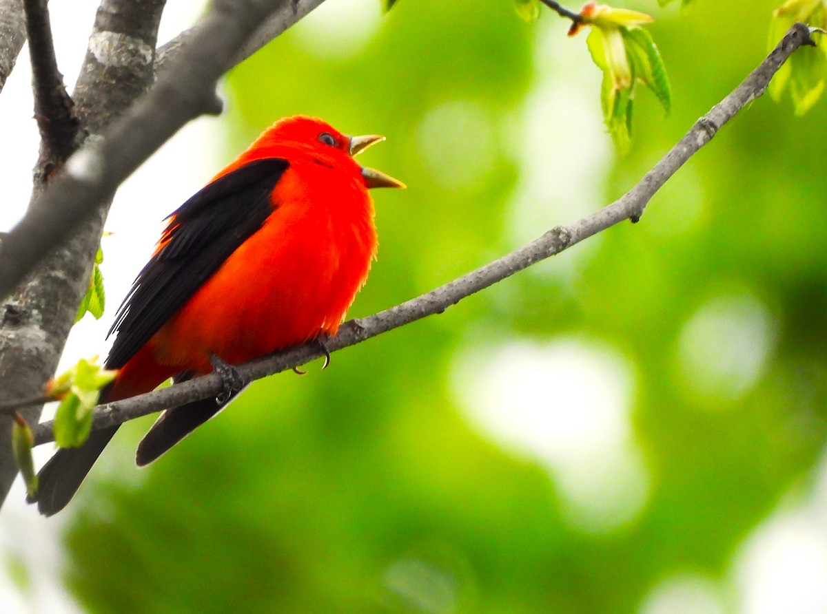 Scarlet Tanager - ML618928389