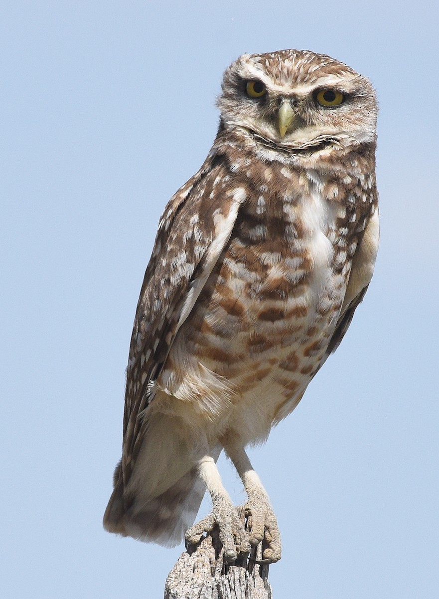 Burrowing Owl - ML618928390