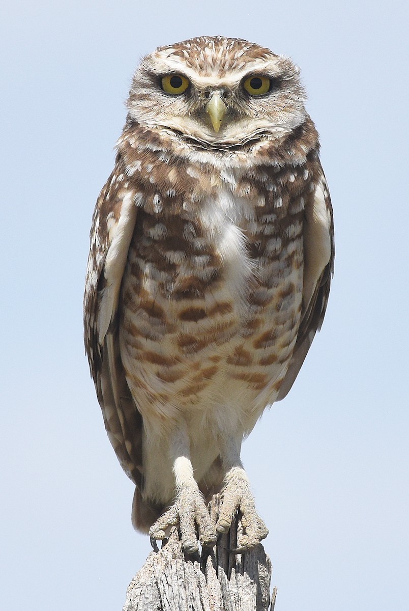 Burrowing Owl - ML618928391