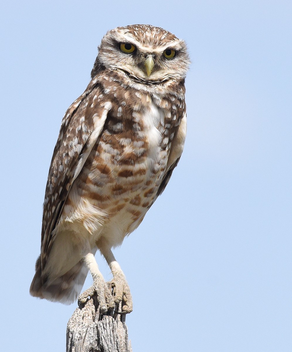 Burrowing Owl - ML618928393