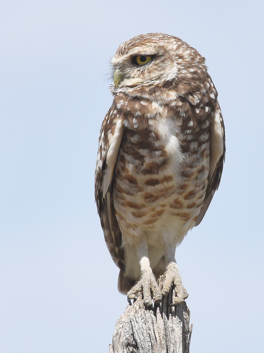 Burrowing Owl - ML618928394