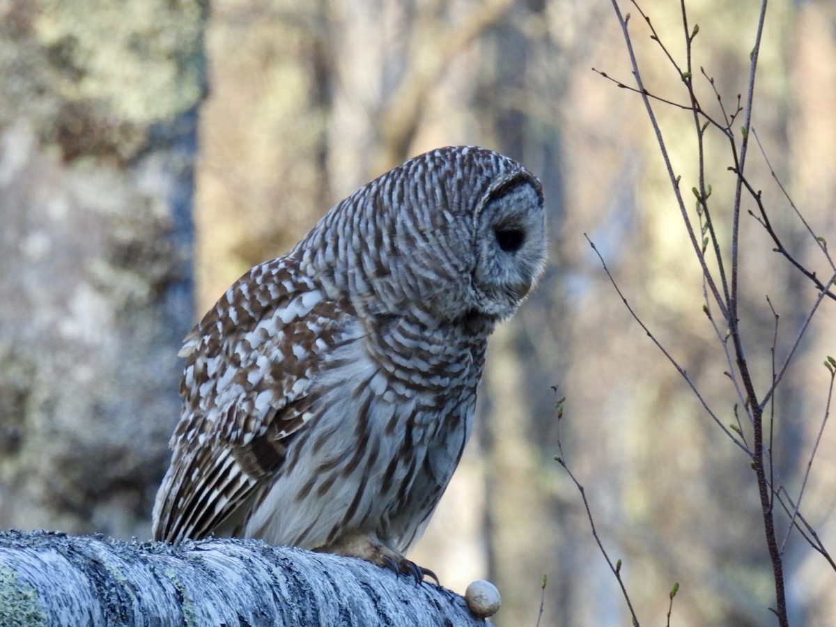 Barred Owl - ML618928399