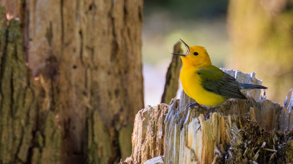 Prothonotary Warbler - ML618928405