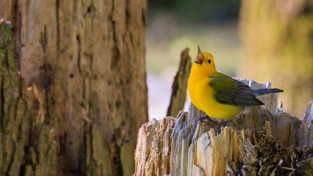 Prothonotary Warbler - ML618928406